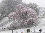 三春滝桜２０１０ダイジェスト4.22　2010 Miharu waterfall cherry blossoms digest